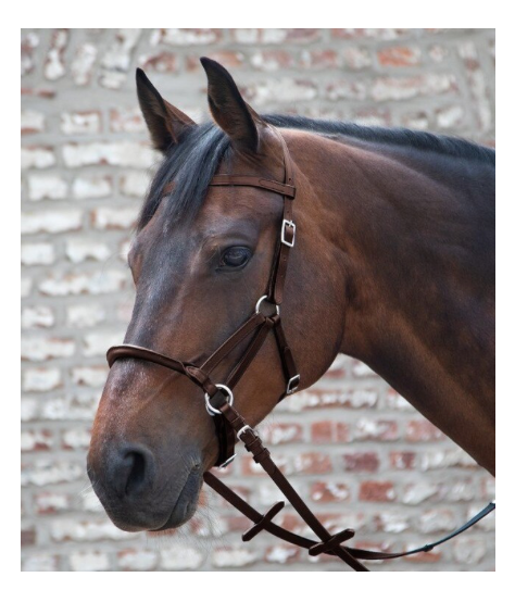 Full WH LTJ Lindel Bridle-Brown